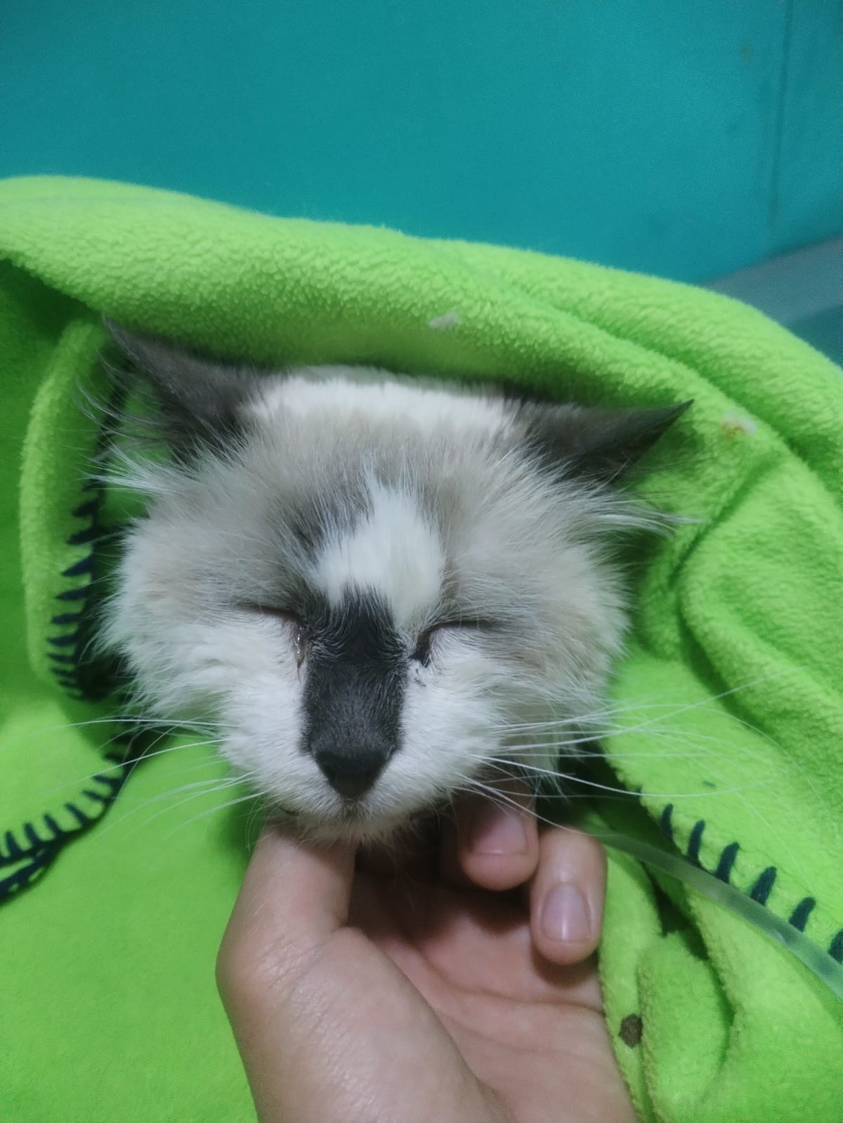 Gatito recibiendo cuidados