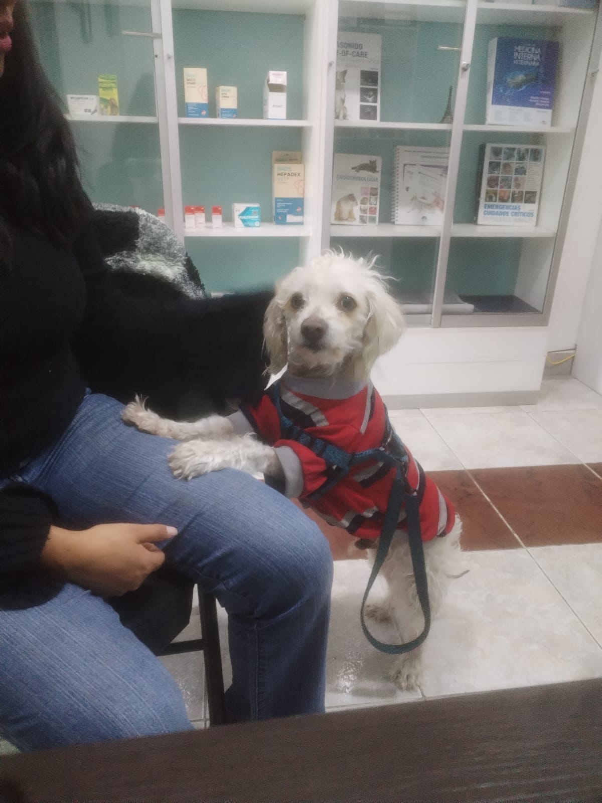Perrito en sala de espera